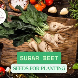 May include: A wooden cutting board displays sugar beets with green leaves, surrounded by fresh tomatoes, garlic, and red peppers. The image includes the text "SUGAR BEET SEEDS FOR PLANTING" in a green box, suggesting a focus on gardening and fresh produce.
