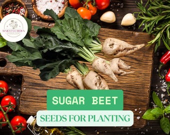 Sugar Beet Seeds – 1oz Non-GMO Fodder Beet, Remolacha, Betterave Seeds for Planting, High-Yield Root Crop Garden Seeds