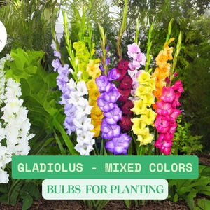 Gladiolus Bulbs – Mixed Colors – Summer Flowering Bulbs, Tall Spikes, Easy to Grow, Cut Flower Garden Favorite