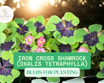 Iron Cross Shamrock Bulbs for Planting – 10 Oxalis Bulbs, Fast Growing Year-Round Color Houseplant & Garden Groundcover