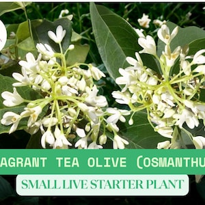 Fragrant Tea Olive Plant (Osmanthus fragrans) | 1 Live Starter Plug | Evergreen Shrub | Sweet Fragrance