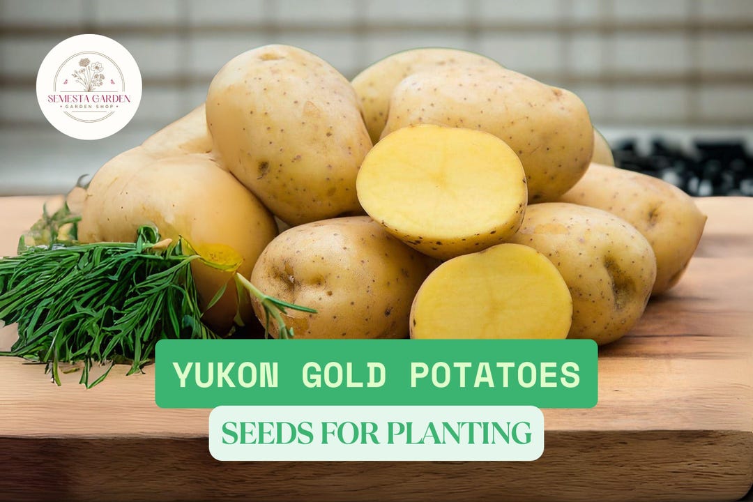 Yukon Gold Seed Potatoes