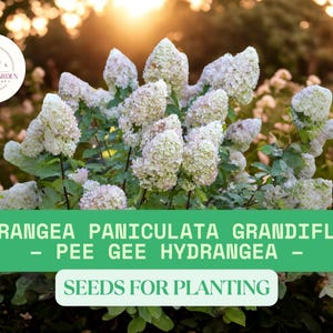100 Hydrangea Paniculata Grandiflora Seeds for Planting | Pee Gee Hydrangea | Beautiful White Summer Blooms