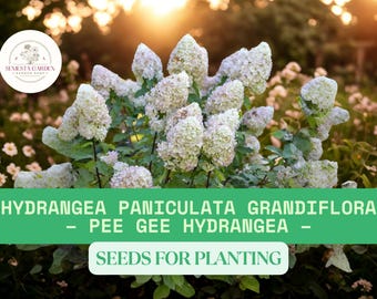 Panicle Hydrangea Seeds  Hardy Shrub with Stunning Cone-Shaped Blooms - 100 Pcs
