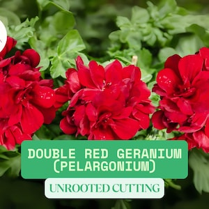 3 Double Red Geranium Unrooted Cuttings | Pelargonium Starter Cuttings | Vibrant Flowering Garden Plant