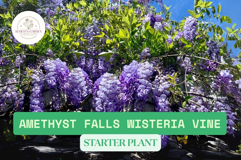 SemestaGarden Amethyst Falls Wisteria Vine