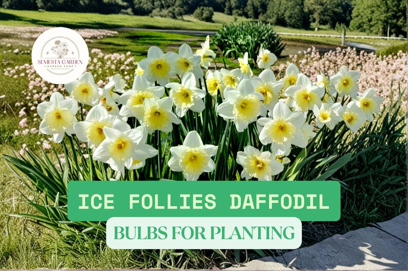 SemestaGarden Ice Follies Daffodil Bulbs - Thumbnail 2