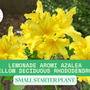 Lemonade Aromi Azalea Plant | Yellow Deciduous Rhododendron | 2–8&quot; Live Starter Shrub | Spring Flowering Shrub