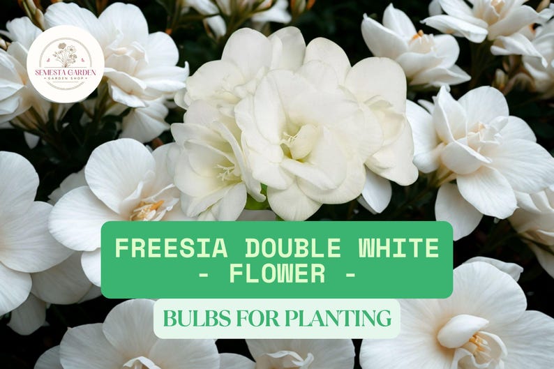 SemestaGarden Freesia Bulbs