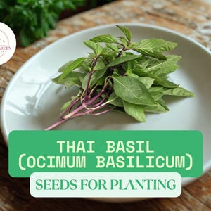 1000 Thai Basil Seeds | Ocimum basilicum | Non-GMO Culinary Herb for Planting | Aromatic Garden Favorite