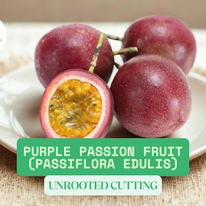 5 Purple Passion Fruit Vine Cuttings | Passiflora edulis | Unrooted Plant Starter Cuttings