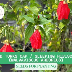 May include: Red Turks Cap / Sleeping Hibiscus (Malvaviscus arboreus) seeds for planting. The image shows a close-up of the red flowers of the plant.