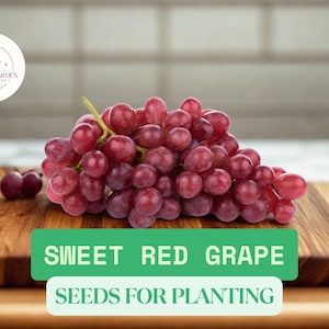 Sweet Red Grape Seeds – 20 Seeds | Non-GMO Fruit Seeds for Planting | Grow Grape Vines at Home
