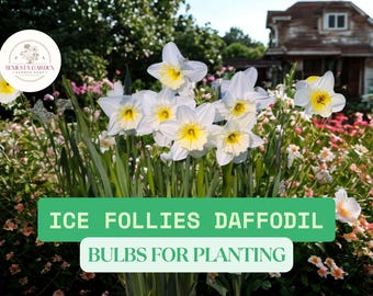 Puede incluir: Primer plano de narcisos Ice Follies blancos y amarillos en flor, con follaje verde. La imagen incluye el texto "ICE FOLLIES DAFFODIL BULBS FOR PLANTING" en una pancarta verde. Un jardín y una casa se ven al fondo.