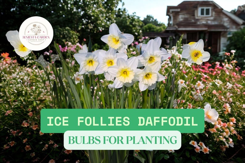 SemestaGarden Ice Follies Daffodil Bulbs - Thumbnail 3