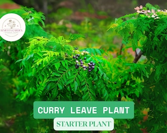 Live Curry Leaf Plant 4"-6" - Fresh Murraya Koenigii Small Starter Plant for Home Garden, Aromatic Herb for Cooking, Organic, Asian Dishes