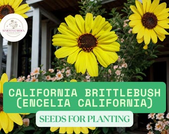 50 California Brittlebush Seeds for Planting – Encelia californica – Drought-Tolerant Wildflower