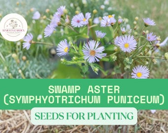 Swamp Aster Seeds for Planting 100mg (Symphyotrichum puniceum) – Native Wildflower for Pollinators – Hardy Perennial Garden Plant