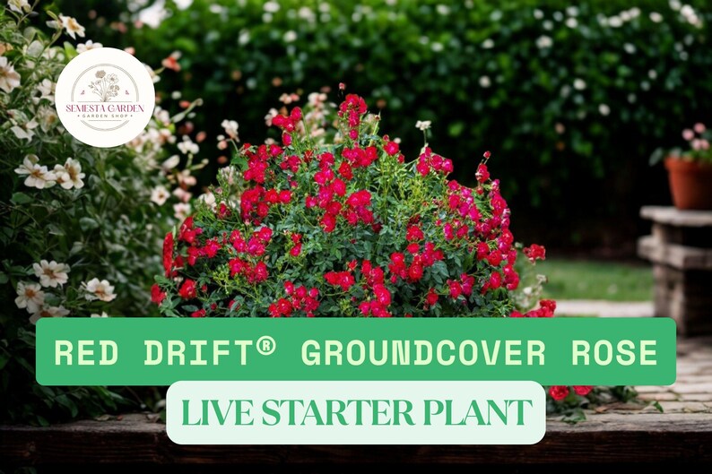 Red Ribbon Ground Cover Roses 1 Red Drift Groundcover Rose – Live Rosa Plant (1 QT) Bare Root ...
