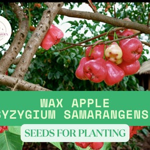 Puede incluir: Imagen de manzanas de cera (Syzygium samarangense) en una rama de &aacute;rbol. Las frutas son de color rojo brillante, algunas muestran un tono amarillo p&aacute;lido. Tambi&eacute;n se incluye el texto "WAX APPLE (SYZYGIUM SAMARANGENSE) SEEDS FOR PLANTING."