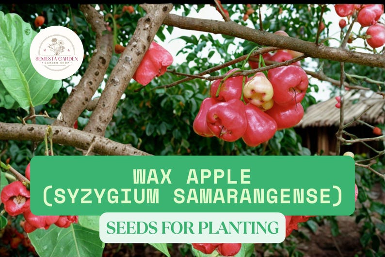 Puede incluir: Imagen de manzanas de cera (Syzygium samarangense) en una rama de &aacute;rbol. Las frutas son de color rojo brillante, algunas muestran un tono amarillo p&aacute;lido. Tambi&eacute;n se incluye el texto "WAX APPLE (SYZYGIUM SAMARANGENSE) SEEDS FOR PLANTING."