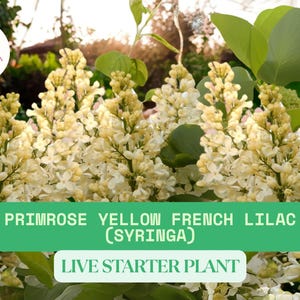1 Primrose Lilac Starter Plant – Rare Yellow Syringa vulgaris – Well-Rooted Live Shrub 4–8” Tall – Fragrant Hardy Flowering Bush