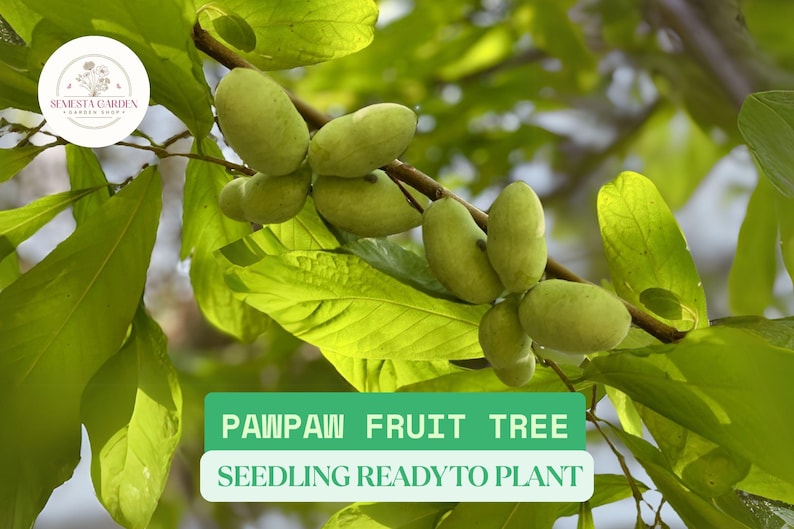 Pawpaw Trees Live Plants – Set of 2 Bare Root – Dormant Asimina Triloba ...