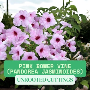 7 Pink Bower Vine Unrooted Cuttings | Pandorea jasminoides | Fragrant Pink White Flowering Vine | Ready To Propagation