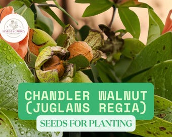 10 Fresh Chander Walnut Seeds for Planting – Juglans regia – Large Nut Tree Seeds, Easy to Grow