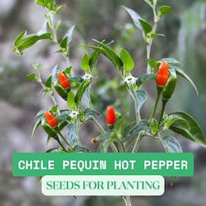 300mg Chile Pequin Hot Pepper Seeds – Tiny Bold Heirloom Chili, Great for Pickling, Salsas, and Home Garden Growing
