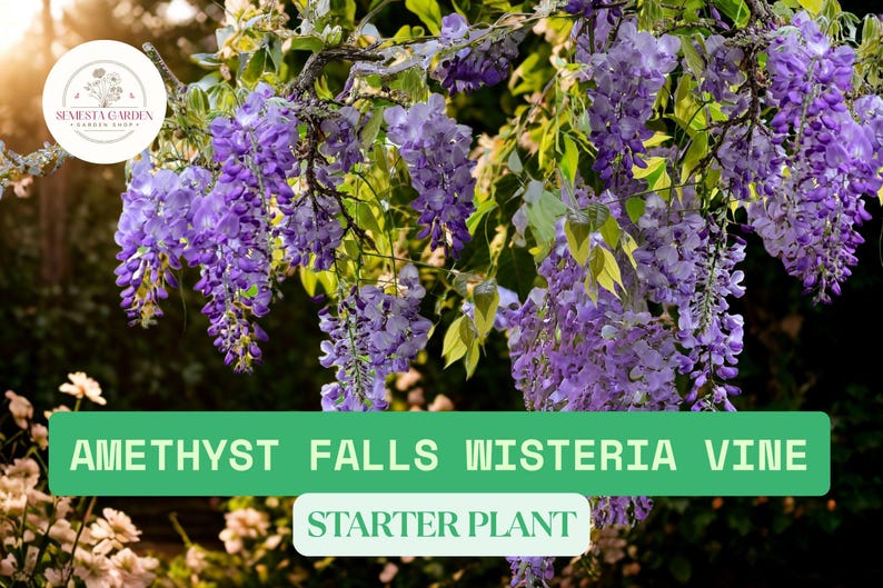 SemestaGarden Amethyst Falls Wisteria Vine - Thumbnail 4