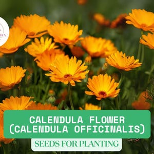 500mg Calendula Flower Seeds – Organic Calendula officinalis | Heirloom Garden Bloom, Easy Grow Medicinal & Pollinator Herb