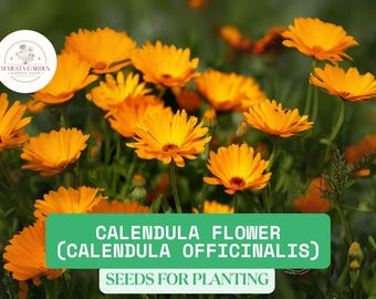 500mg Calendula Flower Seeds – Organic Calendula officinalis | Heirloom Garden Bloom, Easy Grow Medicinal & Pollinator Herb