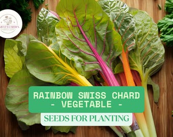 50 Rainbow Swiss Chard Seeds for Planting – Heirloom & Non-GMO Vegetable – Colorful Garden Greens