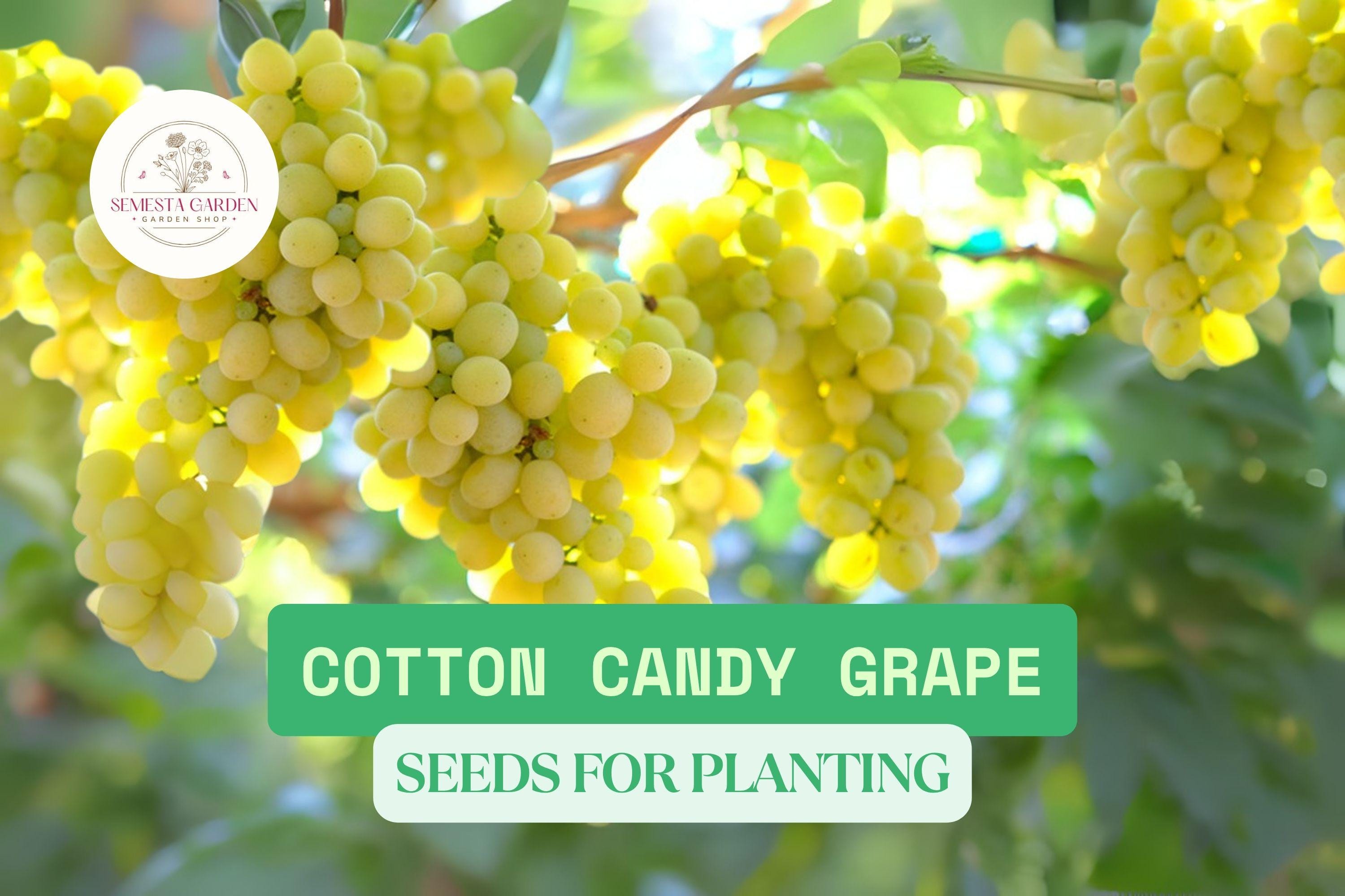 12 Cotton Candy Grape Seeds for Planting  Super Sweet Table Grape  Grow  Your Own Delicious Fruit  Vitis Vinifera - Etsy