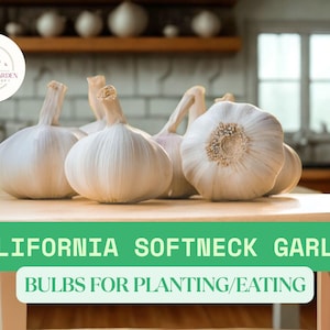 California Softneck Garlic Bulbs – 1/2 lb Fresh Whole Bulbs – Ready for Planting or Cooking – Mild Flavor & Long Storage