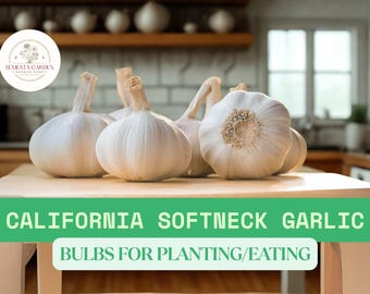 California Softneck Garlic Bulbs – 1/2 lb Fresh Whole Bulbs – Ready for Planting or Cooking – Mild Flavor & Long Storage