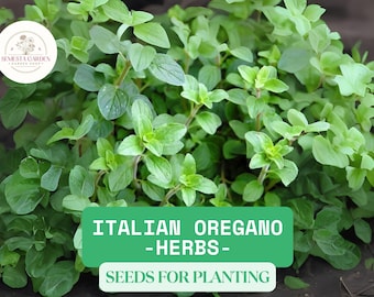 100mg Italian Oregano Seeds for Planting – Culinary Herb, Heirloom Non-GMO | Grow Aromatic Kitchen Herbs Indoors or Outdoors