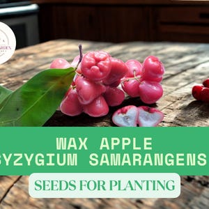 May include: A cluster of pink wax apples, with green leaves and a few red berries, rest on a weathered wooden surface. The image includes text that reads "WAX APPLE (SYZYGIUM SAMARANGENSE) SEEDS FOR PLANTING".