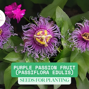 15 Purple Passion Fruit Seeds | Passiflora Edulis Vine | Tropical Passionflower | Edible Fruit | Organic | Fast Growing