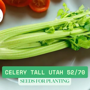 1g Celery Tall Utah 52/70 Seeds – Heirloom, Crisp Stalks, NON-GMO, Great Flavor, Ideal for Gardens, Container or Raised Beds