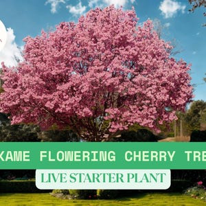 1 Okame Flowering Cherry Tree Starter Plant – Bare Root Live Plant – Early Blooming Ornamental Tree for Landscaping