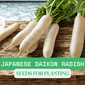 100 Japanese Daikon Radish Seeds for Planting – Heirloom Non-GMO – Mild White Root Vegetable for Garden or Microgreens