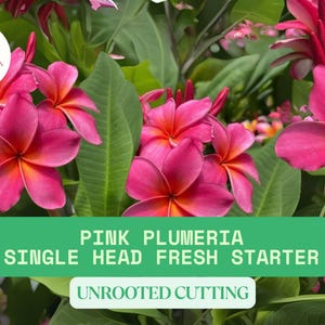 Pink Plumeria Unrooted Cutting | Approx. 10&quot; Long Fresh Single Head Cutting for Planting | Plumeria rubra Fragrant Tropical Flower