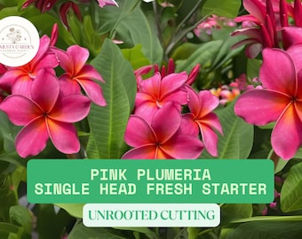 Pink Plumeria Unrooted Cutting | Approx. 10" Long Fresh Single Head Cutting for Planting | Plumeria rubra Fragrant Tropical Flower