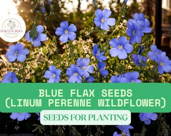 Blue Flax Seeds for Planting – 1000 Count – Linum perenne Wildflower – Drought Tolerant Blue Blooms for Pollinator Garden