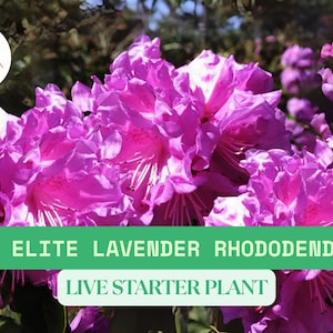 PJM Elite Rhododendron – 1 Live Plant in 1 QT Size – Lavender Blooms – Cold Hardy Evergreen Shrub – Ships Bare Root