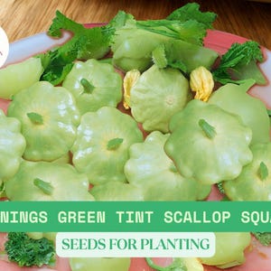 Bennings Green Tint Scallop Squash Seeds | Heirloom Patty Pan Squash | Summer Vegetable Seeds | Garden Favorite for Home Growers