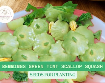 Bennings Green Tint Scallop Squash Seeds | Heirloom Patty Pan Squash | Summer Vegetable Seeds | Garden Favorite for Home Growers