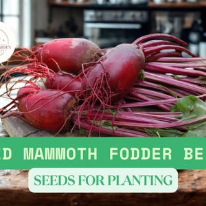 May include: A close-up of Red Mammoth Fodder Beet roots and stems, with the text "Red Mammoth Fodder Beet Seeds for Planting" in a green rectangle. The beets are a deep red color.